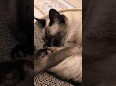 スースー寝るシャム猫🐱 - Cats Sleeping - #shorts #cat
