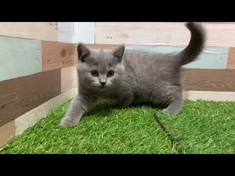 ブリティッシュショートヘアー（ブルー）おんなのこ　８月１１日生まれ
