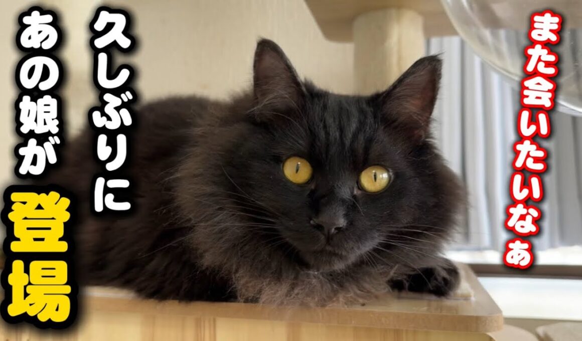 ひとりぼっち彷徨った子猫の現在の姿が…