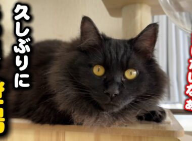 ひとりぼっち彷徨った子猫の現在の姿が…