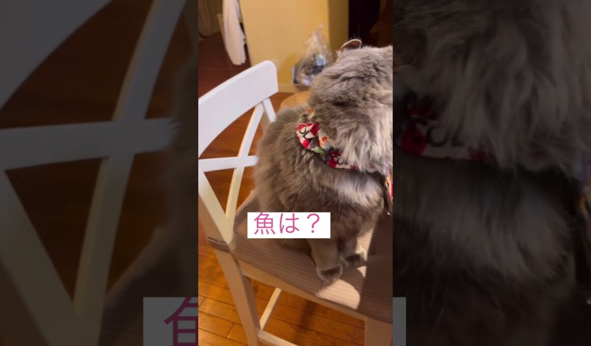 魚じゃねーし #ねこ動画 #アメリカンカール #catvideos