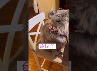 魚じゃねーし #ねこ動画 #アメリカンカール #catvideos