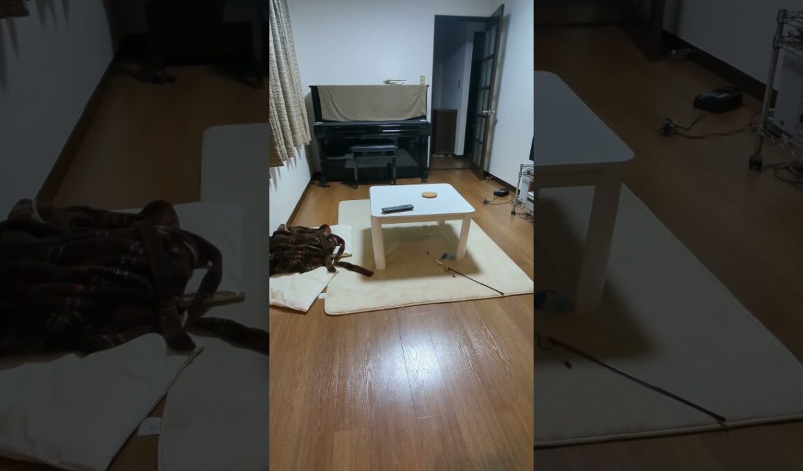 暴れん坊モード（走り去ってから戻ってくる）/Rampage mode: Run away and then come back.#保護猫 #ターキッシュバン #Turkish Van