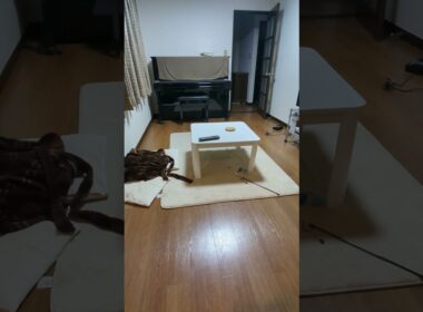 暴れん坊モード（走り去ってから戻ってくる）/Rampage mode: Run away and then come back.#保護猫 #ターキッシュバン #Turkish Van