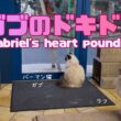 バーマン猫ガブとラフ【ガブのドキドキ】Gabriel's heart pounding（バーマン猫）Birman/Cat
