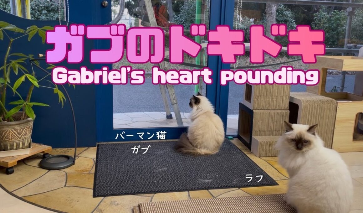 バーマン猫ガブとラフ【ガブのドキドキ】Gabriel's heart pounding（バーマン猫）Birman/Cat