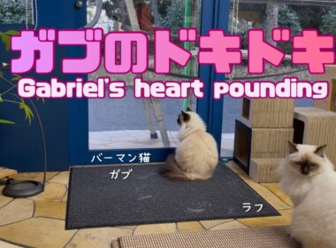 バーマン猫ガブとラフ【ガブのドキドキ】Gabriel's heart pounding（バーマン猫）Birman/Cat