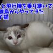 【沖縄っ子】大きな瞳ブルーアイのシャム子猫です