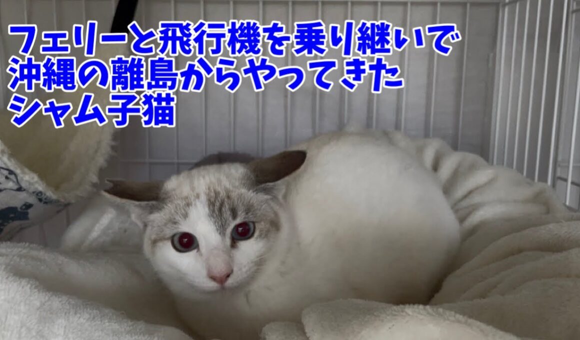 【沖縄っ子】大きな瞳ブルーアイのシャム子猫です