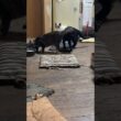 シャム猫のパンダと一緒にネコジャラシするキジシロのルル。鳴く三毛猫ミックスを気にして、向かうフリして、水飲みへ
