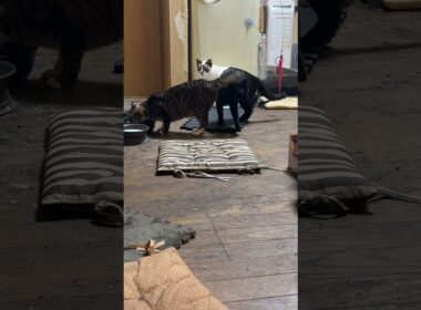 シャム猫のパンダと一緒にネコジャラシするキジシロのルル。鳴く三毛猫ミックスを気にして、向かうフリして、水飲みへ