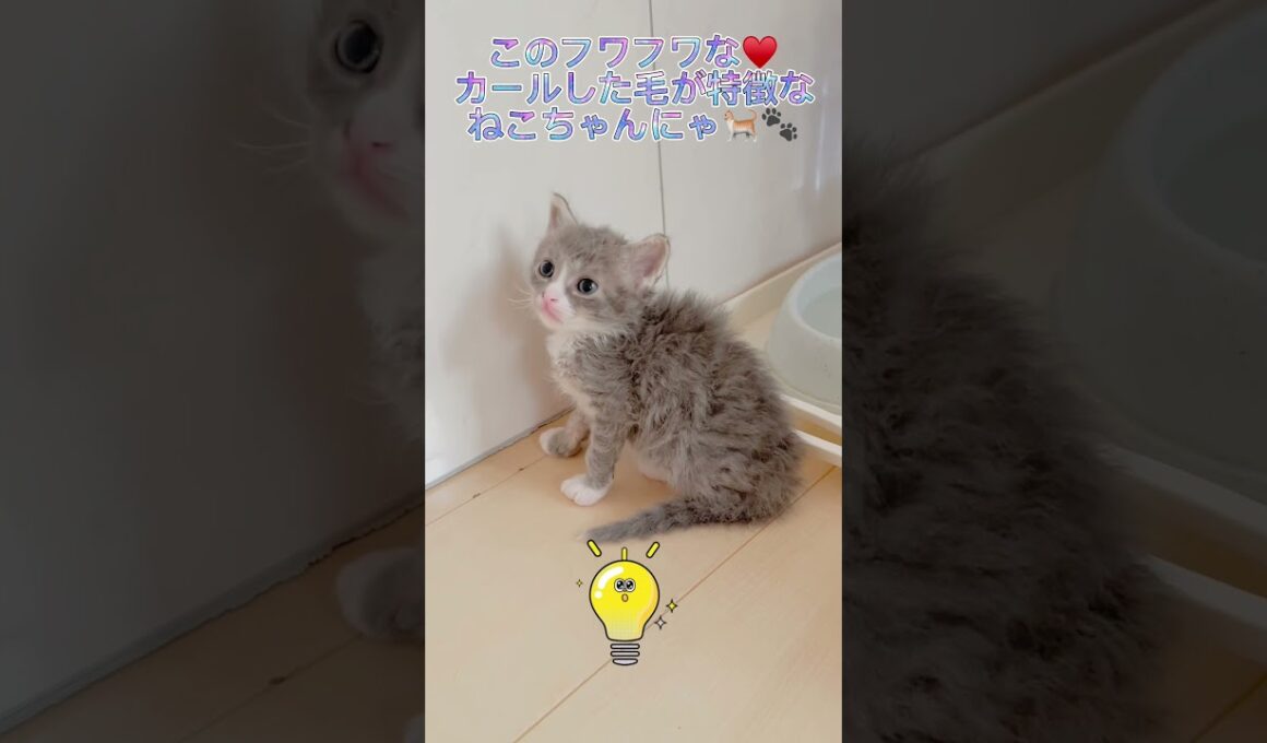 【くるくるパーマの猫ちゃん】ハチワレちゃん編♥️ 【お問合せ詳細は説明欄に記載あります】 #ブリーダー直販 #ラパーマ #猫 #猫のいる暮らし #子猫 #マンチカン #ラパーマ