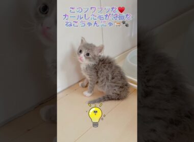 【くるくるパーマの猫ちゃん】ハチワレちゃん編♥️ 【お問合せ詳細は説明欄に記載あります】 #ブリーダー直販 #ラパーマ #猫 #猫のいる暮らし #子猫 #マンチカン #ラパーマ