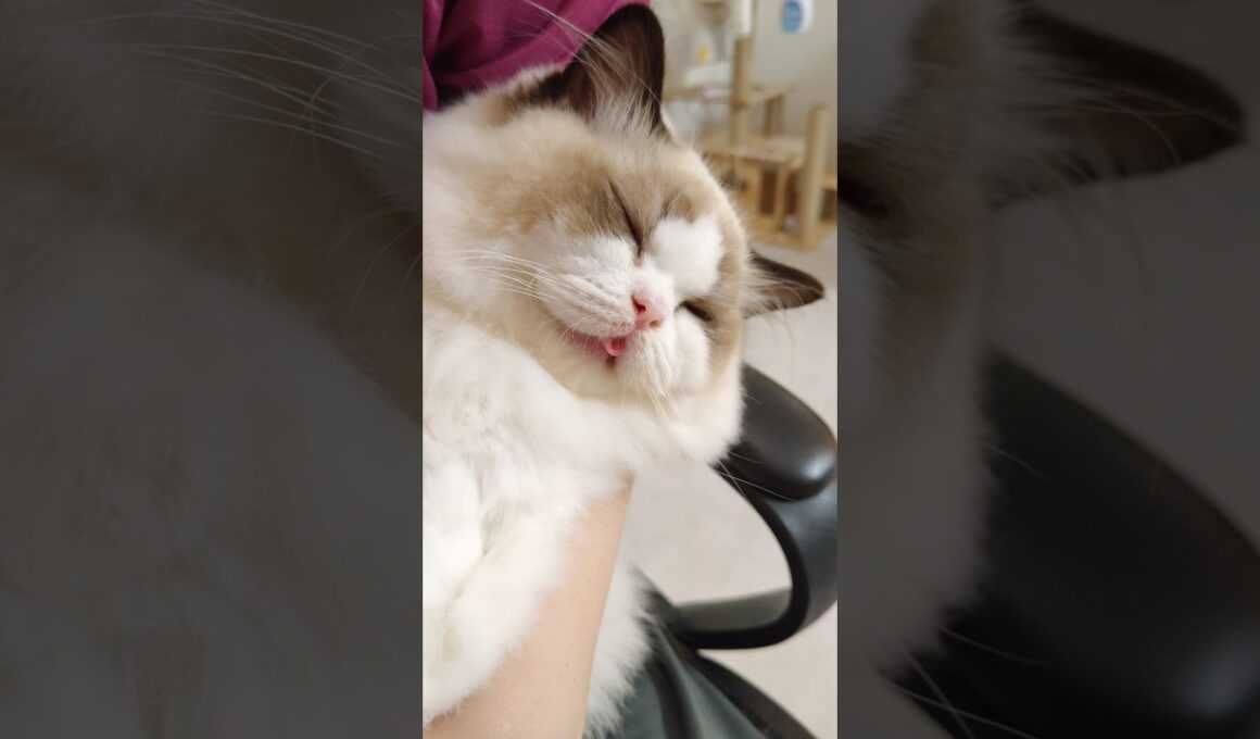 すぐベロ出ちゃう抱っこマン😺 #shorts #ラグドール #子猫 #猫のいる生活 #甘えん坊猫 #ぬいぐるみ猫