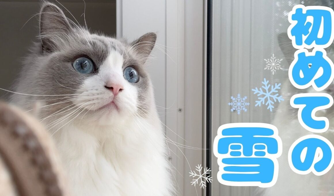 【生まれて初めて】雪を見てフリーズする猫が可愛すぎました