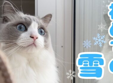 【生まれて初めて】雪を見てフリーズする猫が可愛すぎました