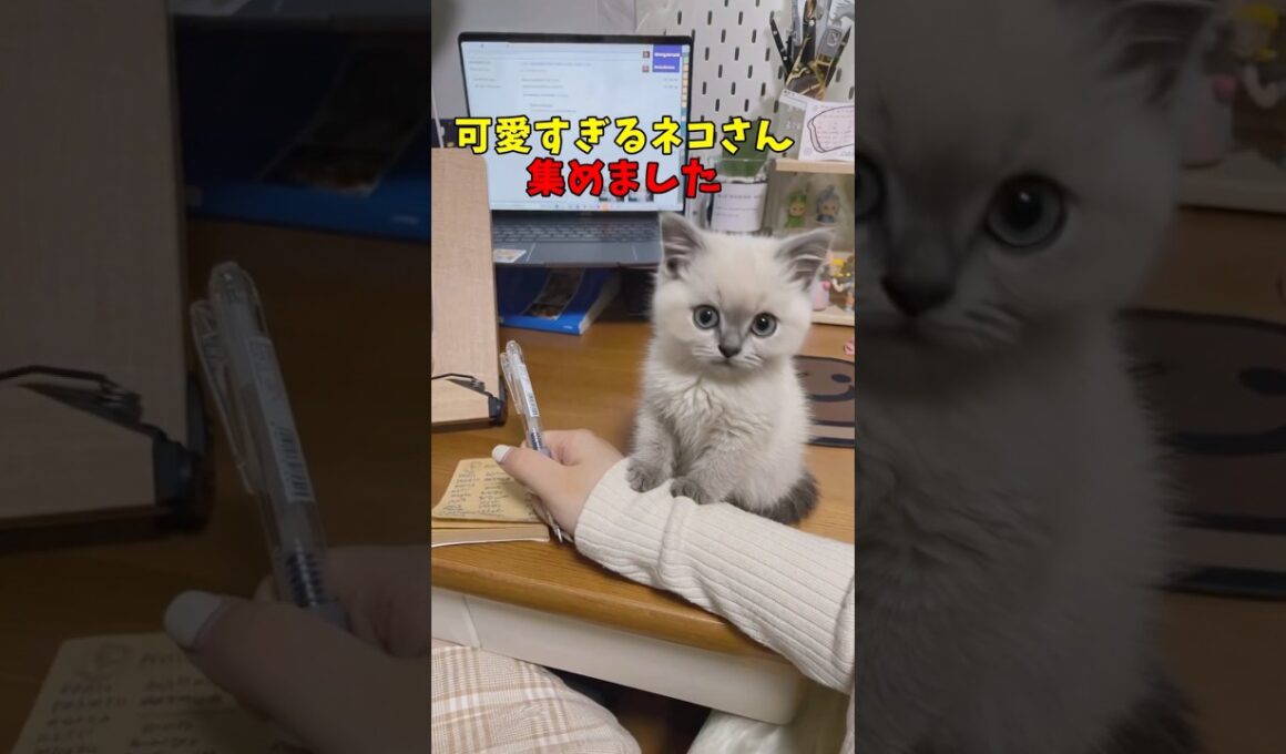 絶対友達に見せたくなる猫映像#猫　#猫のいる暮らし　#猫動画　#ねこ　#可愛い　#かわいい　#2ch　#癒し　#ペット　#動物　#2ch 　#shorts