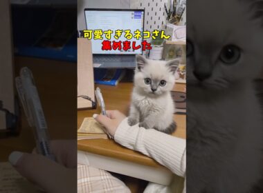 絶対友達に見せたくなる猫映像#猫　#猫のいる暮らし　#猫動画　#ねこ　#可愛い　#かわいい　#2ch　#癒し　#ペット　#動物　#2ch 　#shorts