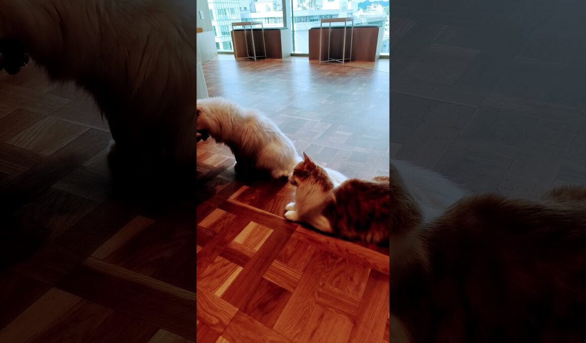 【日本🇯🇵の猫達】姫路の猫カフェ「猫カフェMOCHA（モカ）ピオレ姫路店」★2025年10月28日火曜日 #shorts #姫路 #cat #neko #猫 #แมว #cafe #猫カフェ