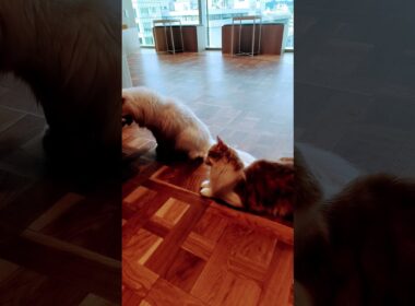 【日本🇯🇵の猫達】姫路の猫カフェ「猫カフェMOCHA（モカ）ピオレ姫路店」★2025年10月28日火曜日 #shorts #姫路 #cat #neko #猫 #แมว #cafe #猫カフェ