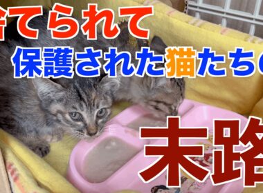 感動の奇跡！草むらに捨てられた子猫の衝撃保護映像 Part.３【実話】