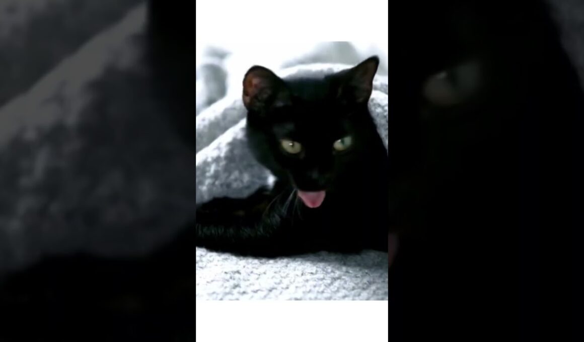 Gatos Bombay | La única raza de gatos negros