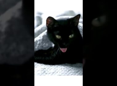 Gatos Bombay | La única raza de gatos negros