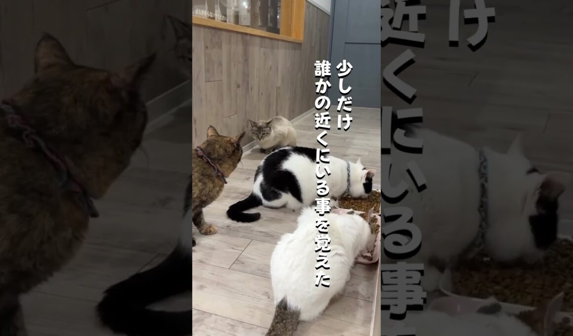 餌やり禁止になった施設から保護した猫 #保護猫