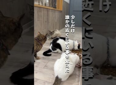 餌やり禁止になった施設から保護した猫 #保護猫