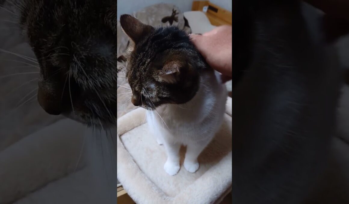 【猫】モカちん(4女)ちゃまちゃまタイム☆ 2023/12/26【アメリカンカール】#shorts