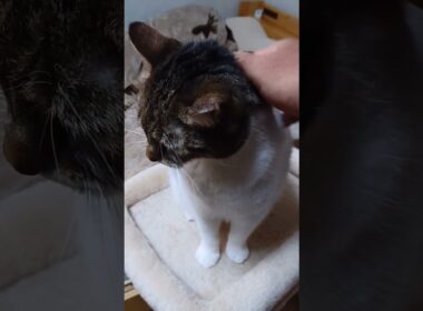 【猫】モカちん(4女)ちゃまちゃまタイム☆ 2023/12/26【アメリカンカール】#shorts