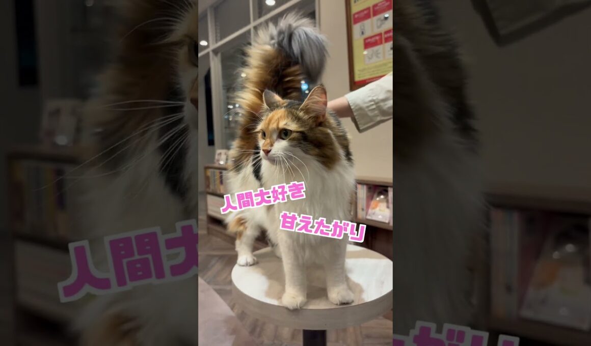 ノルウェージャンフォレストキャットってどんな猫？ #猫カフェmocha #猫のいる暮らし #猫好きさんと繋がりたい