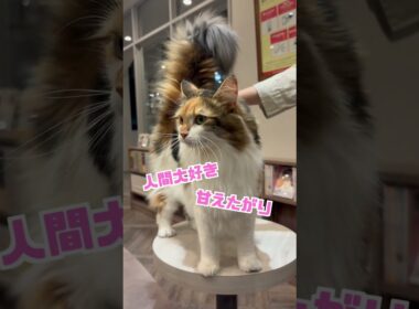 ノルウェージャンフォレストキャットってどんな猫？ #猫カフェmocha #猫のいる暮らし #猫好きさんと繋がりたい