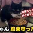 認知症のお婆ちゃんに可愛がられた子猫が幸せを掴みました