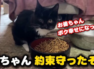 認知症のお婆ちゃんに可愛がられた子猫が幸せを掴みました