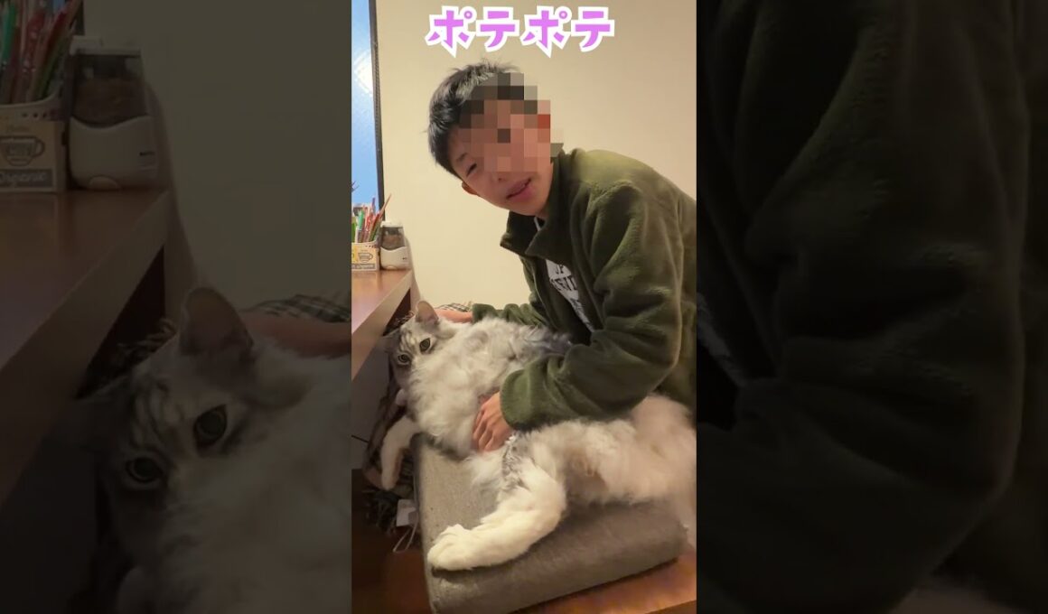 朝食を見守る大型猫。可愛いお返事。ポテポテのお腹をいじられて不機嫌な顔のメインクーン#short