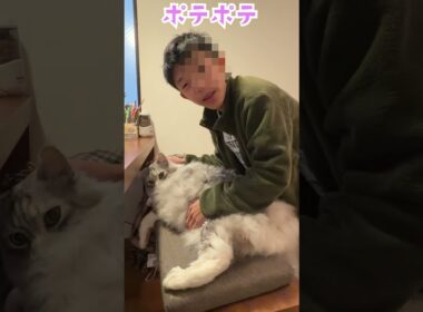 朝食を見守る大型猫。可愛いお返事。ポテポテのお腹をいじられて不機嫌な顔のメインクーン#short