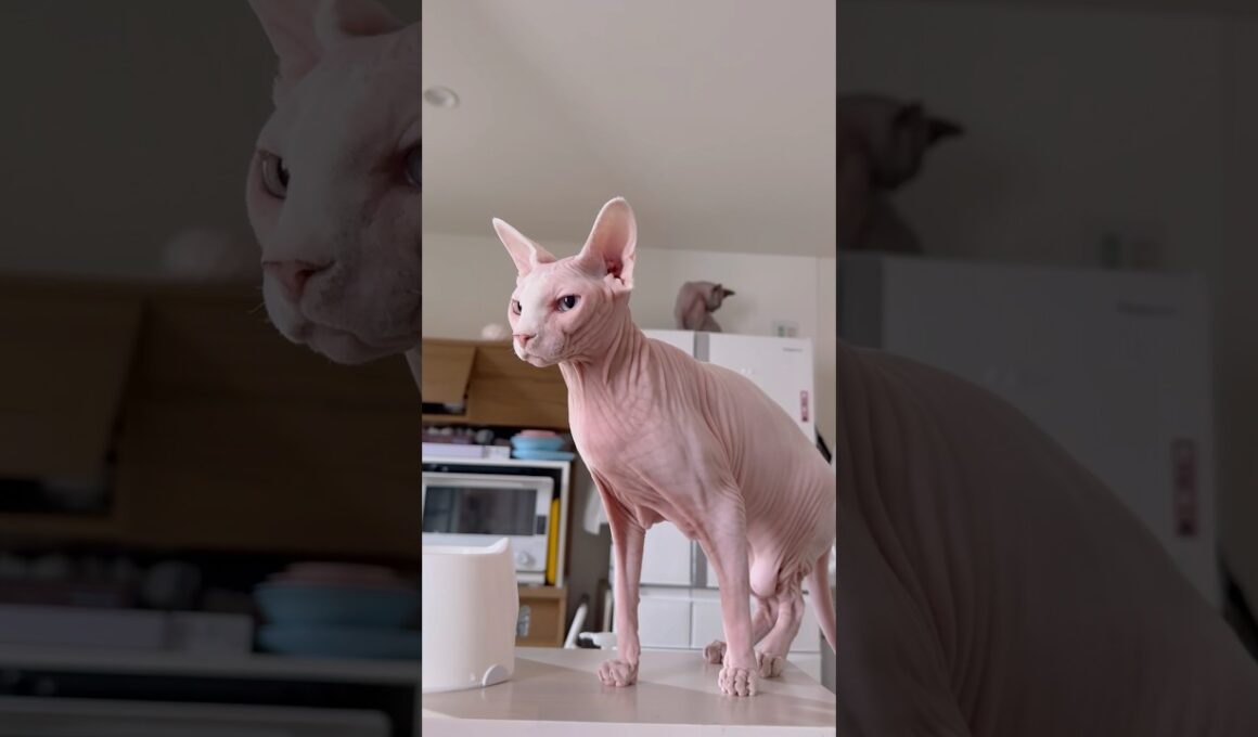 可愛いすぎる！はだかの猫アレクサンドラとスルタン【スフィンクス】