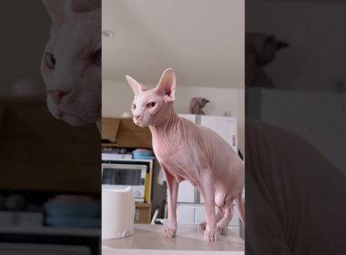 可愛いすぎる！はだかの猫アレクサンドラとスルタン【スフィンクス】