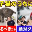 【子猫さん必見！】仔猫時期にやって欲しい事&やっちゃダメな事を猫プロが解説します！