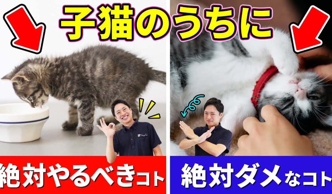 【子猫さん必見！】仔猫時期にやって欲しい事&やっちゃダメな事を猫プロが解説します！