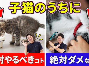 【子猫さん必見！】仔猫時期にやって欲しい事&やっちゃダメな事を猫プロが解説します！