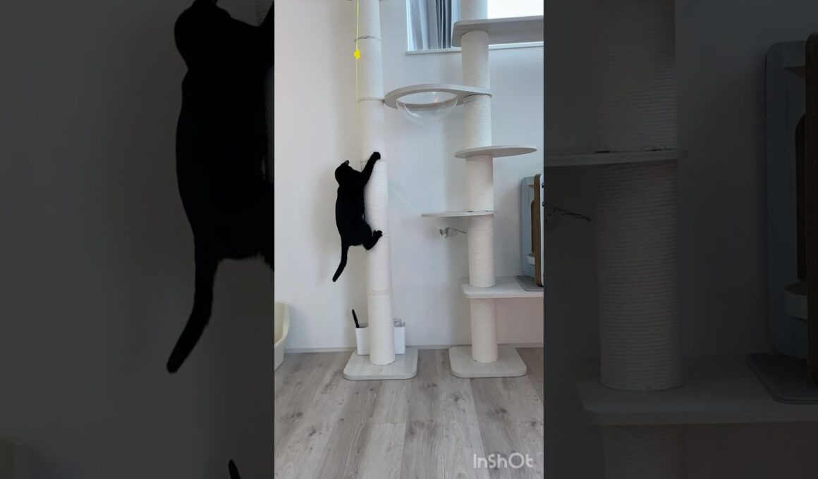 ハッスル黒猫ボンベイ　#cat #ねこ #ねこのいる暮らし #ねこのいる生活 #ねこ動画 #猫 #猫好きさんと繋がりたい #かわいい #甘えん坊 #キャットタワー #おもちゃ