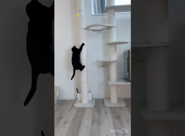 ハッスル黒猫ボンベイ　#cat #ねこ #ねこのいる暮らし #ねこのいる生活 #ねこ動画 #猫 #猫好きさんと繋がりたい #かわいい #甘えん坊 #キャットタワー #おもちゃ