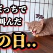 兄弟と離れ、ぼっちで泣き叫んでいた子猫が巣立ちます【ずっとのお家】