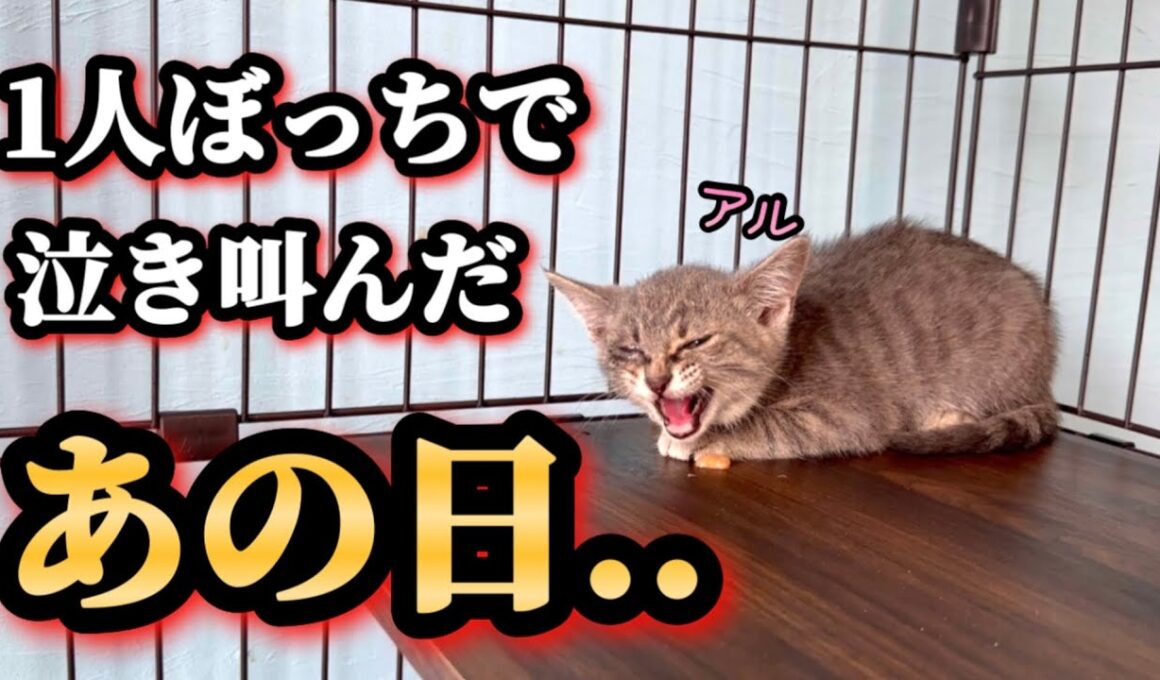 兄弟と離れ、ぼっちで泣き叫んでいた子猫が巣立ちます【ずっとのお家】