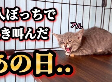 兄弟と離れ、ぼっちで泣き叫んでいた子猫が巣立ちます【ずっとのお家】