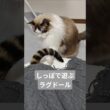 はみ出したしっぽの末路。🐈｜トイガー&ラグドール　#トイガー #ラグドール #catshorts #猫 #猫のいる暮らし #catfunny