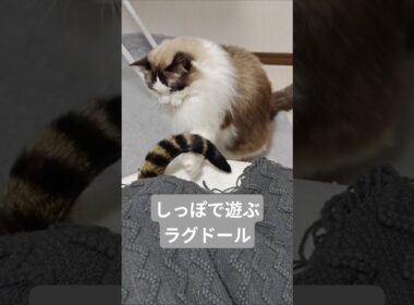 はみ出したしっぽの末路。🐈｜トイガー&ラグドール　#トイガー #ラグドール #catshorts #猫 #猫のいる暮らし #catfunny