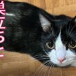 賢き保護子猫、幸せへの巣立ち Depature of  The rescued kitty
